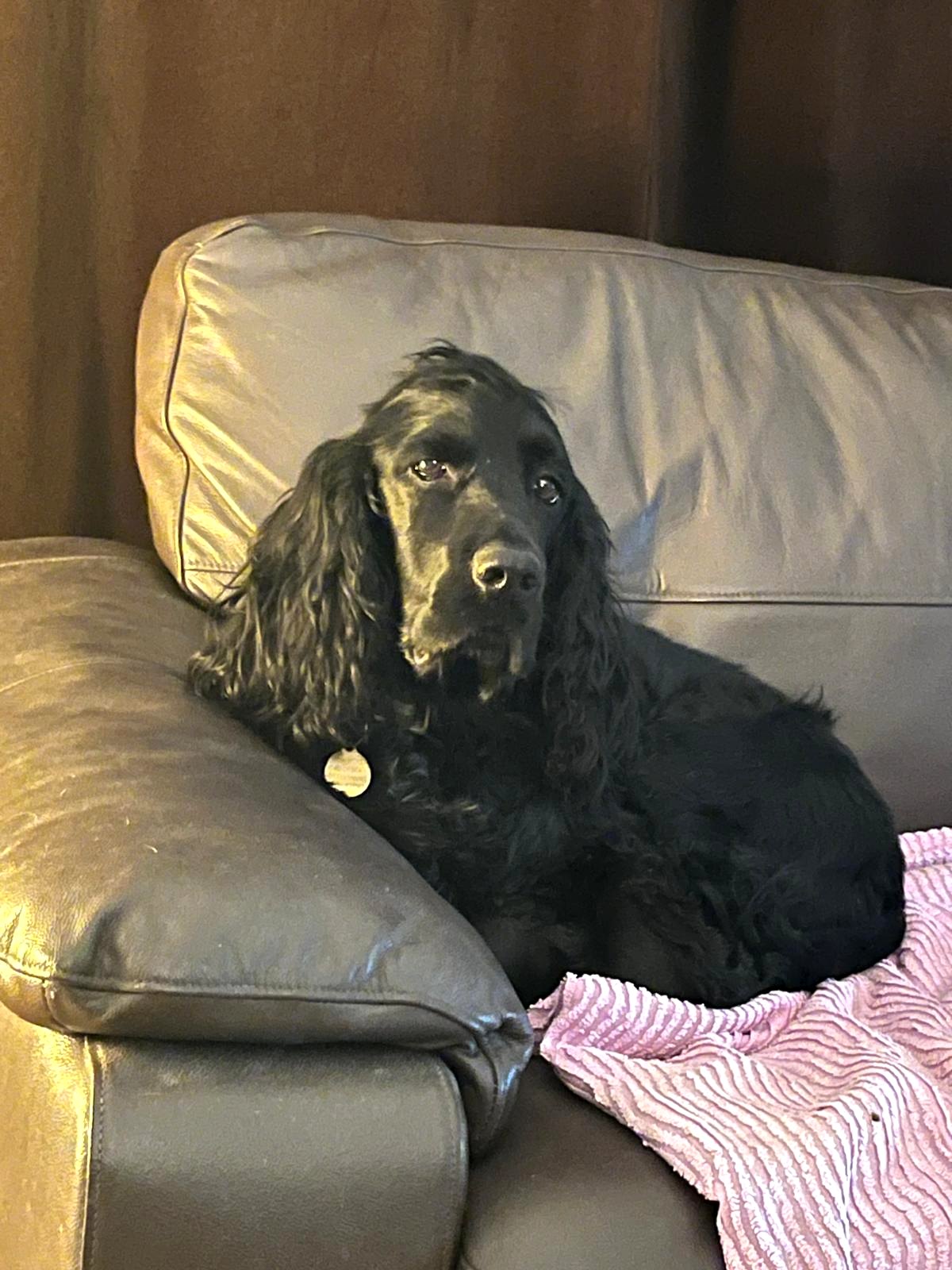 Black spaniel resting on a sofa