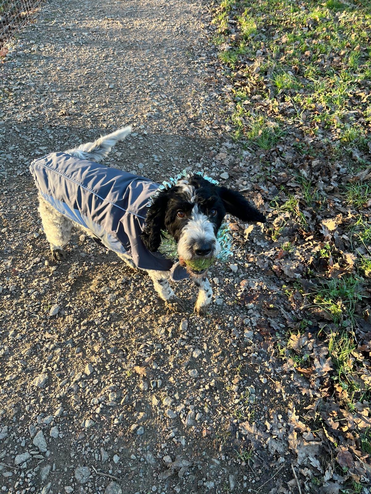 Black and white dog with a ball on a walk