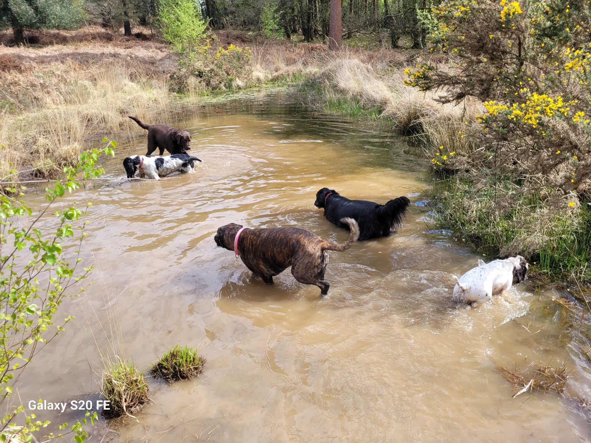 Dogs playing in shallow water on a sunny woodland walk