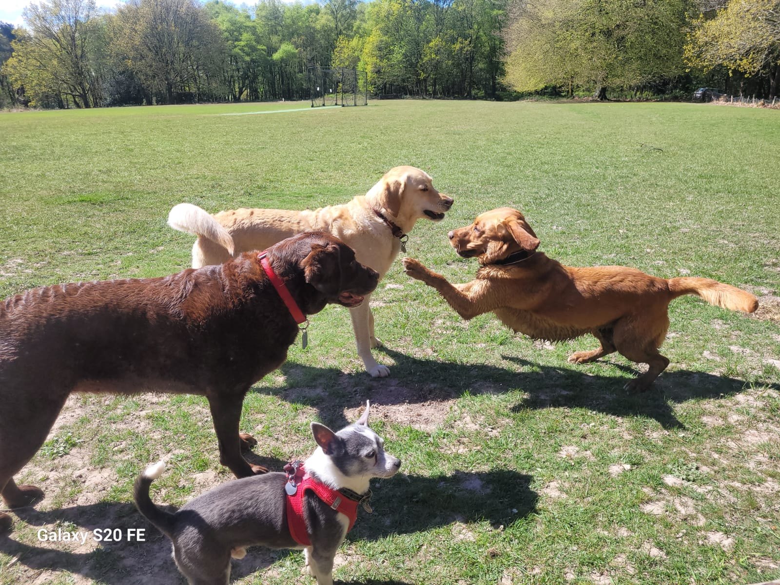 Dogs playing together in the sunshine