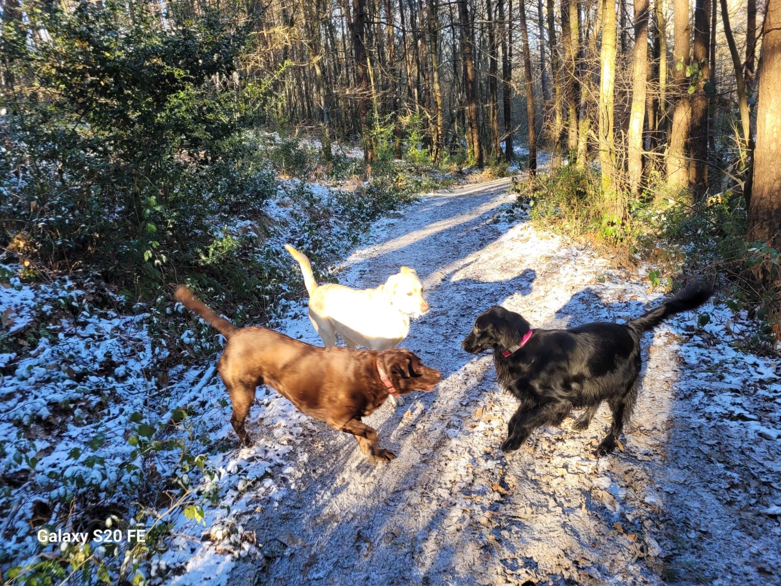 Dogs enjoying a snowy woodland walk
