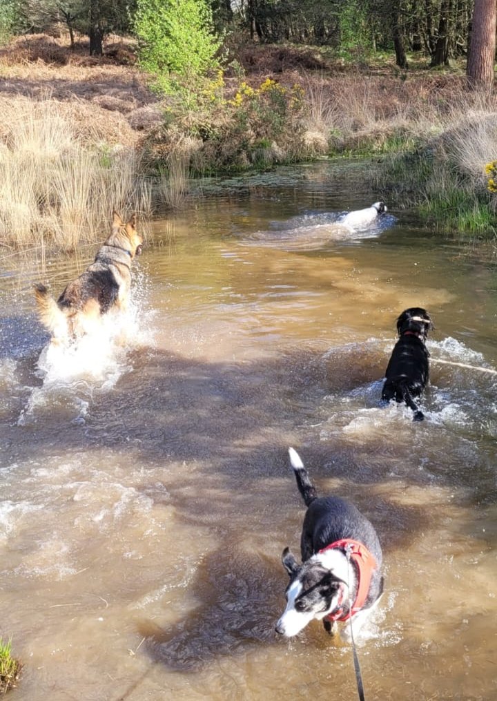 Dogs playing in water during a walk