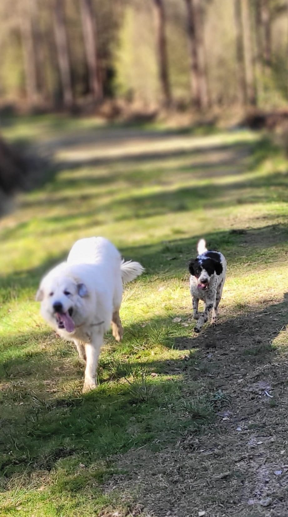 Two dogs walking along a woodland path