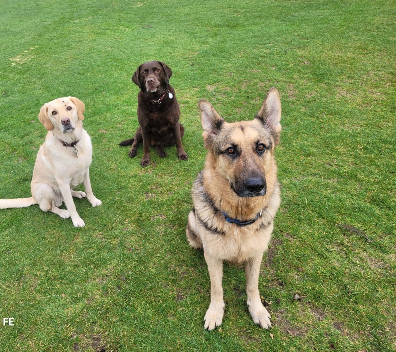 Three dogs sitting calmly on grass